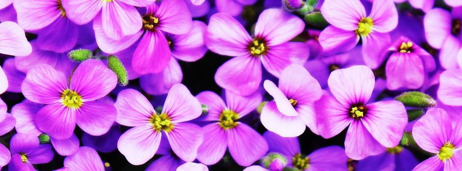 A close-up image of a dense cluster of small, vibrant purple and pink flowers with delicate petals and bright yellow centers. The flowers are arranged in a natural, garden-like setting, some still in 