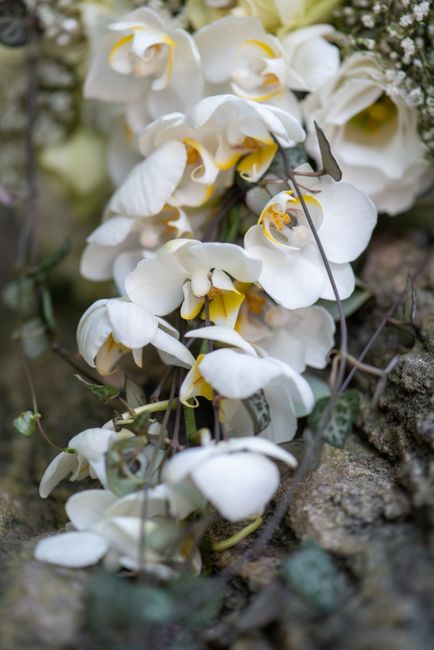 A close-up image of a cascading floral arrangement featuring white orchids with broad, velvety petals and yellow accents in the center, intertwined with dusty green foliage. The orchids are arranged i