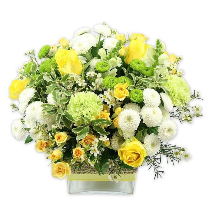 A lush and uplifting floral display in shades of yellow, white, and green is artistically arranged in a low, square glass vase, photographed against a brilliant white background that makes every petal and leaf stand out with clarity, much like a bright morning view across Great Bookham. The bouquet forms a generous, rounded dome, dominated by sunlit yellow roses, some fully open with layered, velvety petals spiralling toward the centre, others still in bud, lending a sense of promise and unfolding joy. Nestled among them are clusters of cheerful yellow spray roses, their small, multi-headed blooms adding density and a playful rhythm. Interwoven throughout are white pompom chrysanthemums, each bloom tight and spherical, with countless petals creating a soft, cushion-like texture that suggests calm and reassurance. Bright lime green button chrysanthemums punctuate the arrangement with small, globe-shaped accents, while larger, ruffled pale green blossoms-resembling frilly carnations or specialty green chrysanthemums-add volume and a misty, garden-fresh softness. The flowers are cradled by rich greenery, including bold variegated leaves edged in creamy white, deep green foliage, and finer sprigs that create layers of depth and movement, reminiscent of the leafy paths and hedgerows around Bookham Common. Scattered delicately among the larger blooms are tiny white filler flowers, like gypsophila or waxflower, adding a lace-like lightness and enhancing the bouquet's intricate detail. The clear glass vase showcases the neatly trimmed stems and is encircled at its middle with a rustic band of woven, natural-looking material, overlaid with a pale yellow or lime-tinged ribbon that ties the whole colour palette together. This carefully crafted design radiates warmth, freshness, and celebration, making it a beautiful choice for birthdays, new beginnings, or as a welcoming centrepiece in a Great Bookham home, from cottages near the High Street to houses overlooking the Surrey countryside.