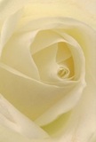 Like entering the heart of a gentle morning in Great Bookham, this immersive close-up invites you deep within the creamy-white petals of a flawless rose. The petals curl and spiral toward the centre, each one soft as silk, with their delicate edges catching the muted light-a glow not unlike dawn touching Bookham Woods. Shadows nestle gently in each fold, lending quiet drama and a sense of protective calm, while the creamy hues shift subtly from centre to edge, embodying the rose's quiet grace. The mood is peaceful, suffused with the promise of new beginnings or heartfelt sympathy-perfect for marking occasions when words fall short. As the eye travels over the intricate arrangement, it's easy to imagine the light fragrance drifting through, evoking memories of loved ones or cherished moments celebrated by Flowers Great Bookham. The artistry is evident in every element: petals placed with reverence, a tranquillity only found in blooms carefully prepared by hands rooted in the heart of their community. This rose is more than a flower; it is an expression of empathy, admiration, and artistry uniquely tied to Great Bookham's gentle spirit.